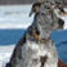 Fargus