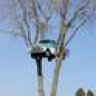 treecareman