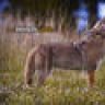 ChasseurTireur