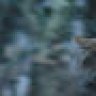 Bush_Dweller