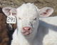 R&R Rancher
