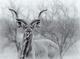 Kudu