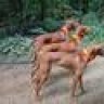 maplevizsla