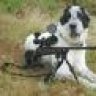 D-man dog