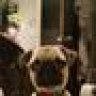 Gentle Ben