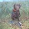 waterfowler1
