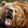 Bad Bear