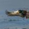 thehunterman