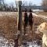 C'mere Coyote