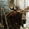 Moose Stalker