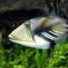 humahumatriggerfish