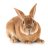 rabbits