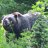 GRIZZLY 1
