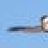 1gooseman