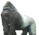 Silverback