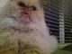 seven_kittens