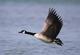 goosehunter62