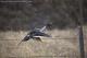 pintailslammer