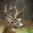 Huntdon