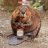 looniebeaver
