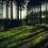 inthewoods