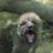 The Baby Wolf
