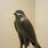 HorusFalcon