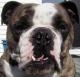 Bulldog