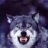 wolf229