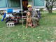 gundog