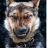 75 Devil Dog