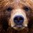 hairbear