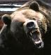 grizzlybear