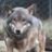 KB_TheDireWolf