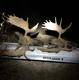 Buckshot57