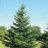 spruce