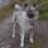 elghund