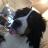 BerneseMountainDogger