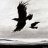 CROWCA