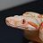 Death_ADDER