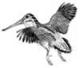 woodcock