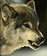 Wolfstrack