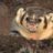 Bold Badger