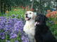bigmeadow