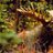 moosemoose1