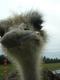 lthunt