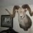 gun_rat82
