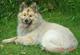 Yorgo