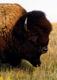 BlackHorn
