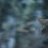 Bush_Dweller